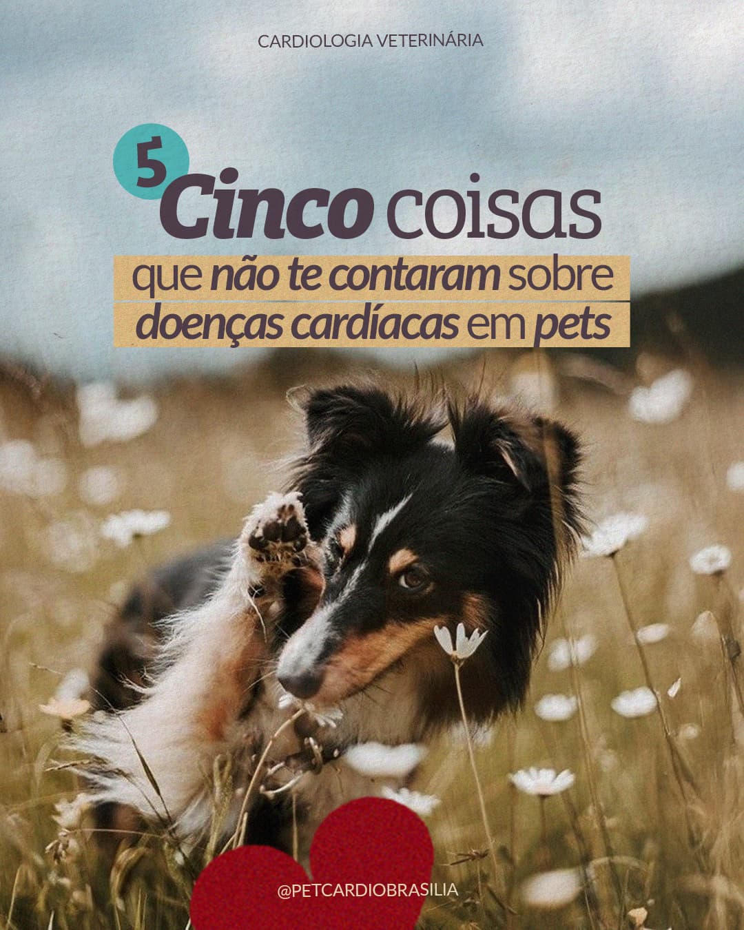 Capa de carrossel da Pet Cardio Brasília sobre doenças cardíacas em pets