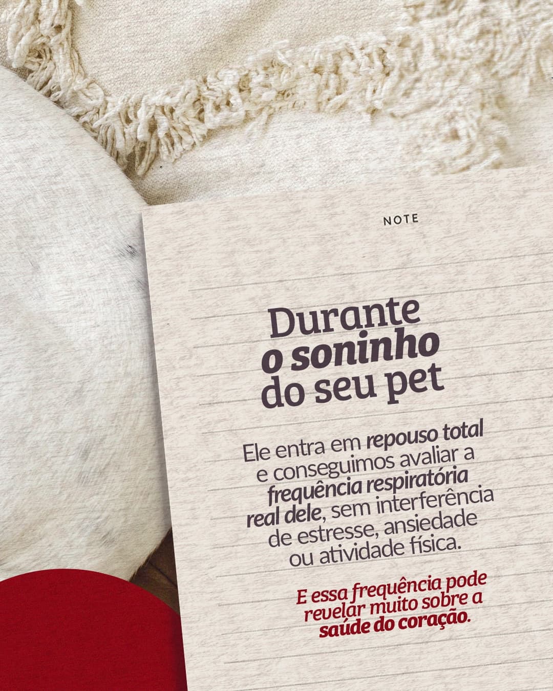 Segunda página do carrossel da Pet Cardio Brasília sobre a respiração do pet durante o sono
