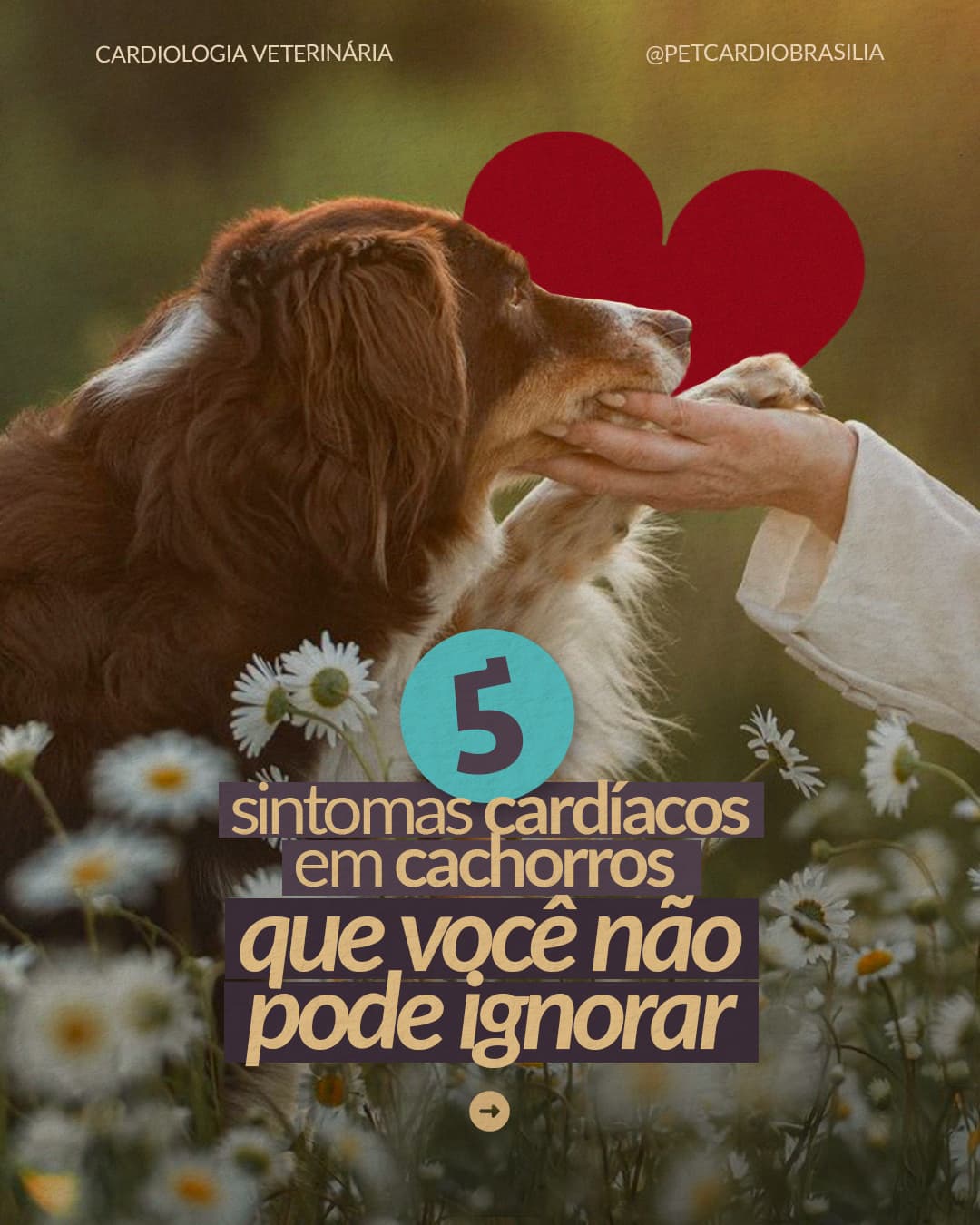 Capa de carrossel da Pet Cardio Brasília sobre sintomas cardíacos em cachorros