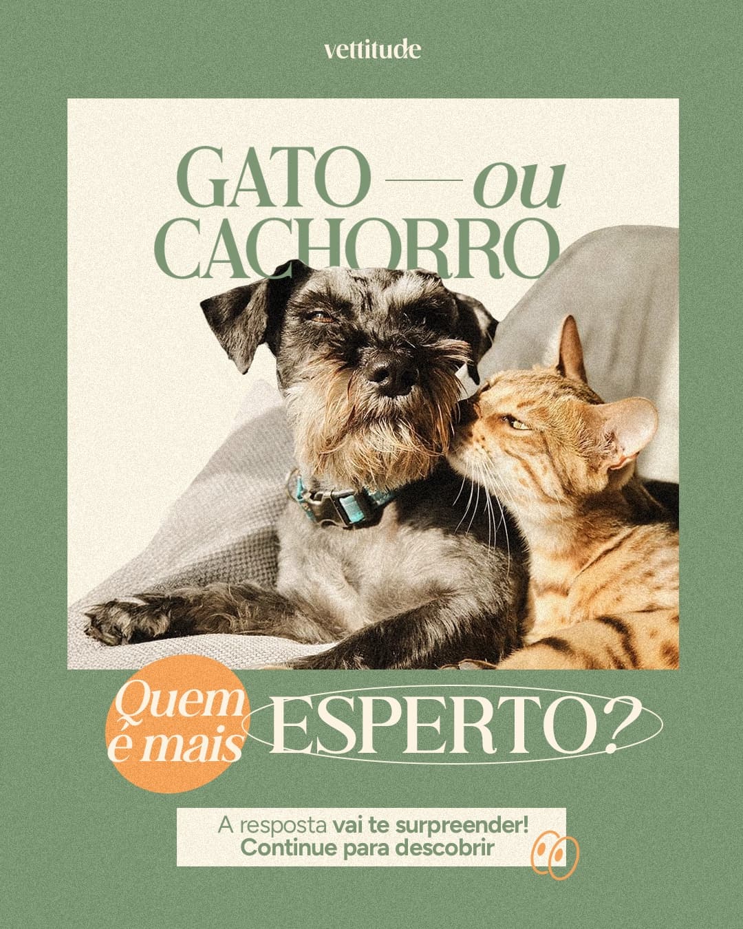 Capa de carrossel da Vettitude sobre diferenças entre gatos e cachorros