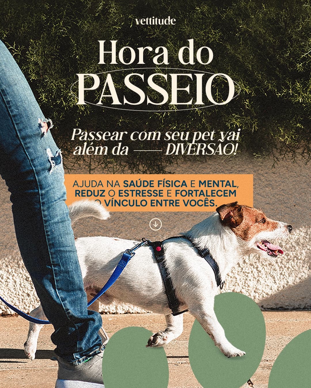Design de post da Vettitude sobre os benefícios do passeio para os pets