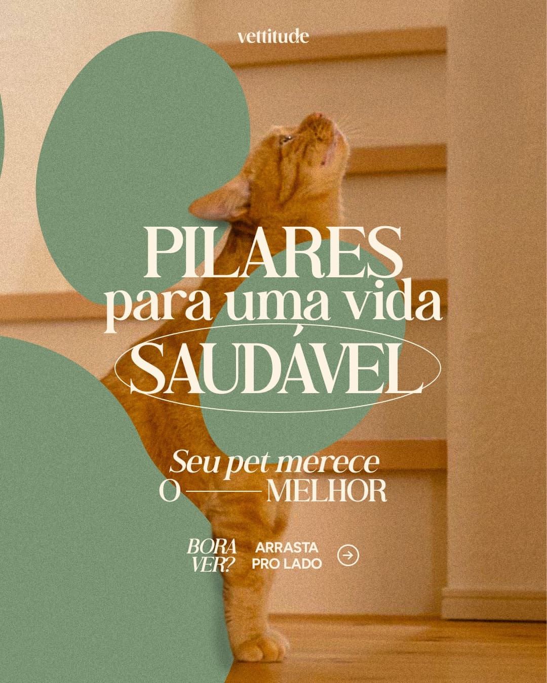 Capa de carrossel da Vettitude sobre pilares para uma vida saudável