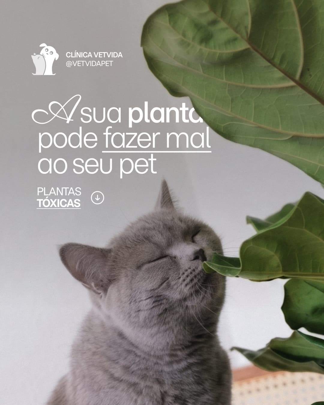 Design de post da Clínica Vetvida sobre plantas tóxicas para pets