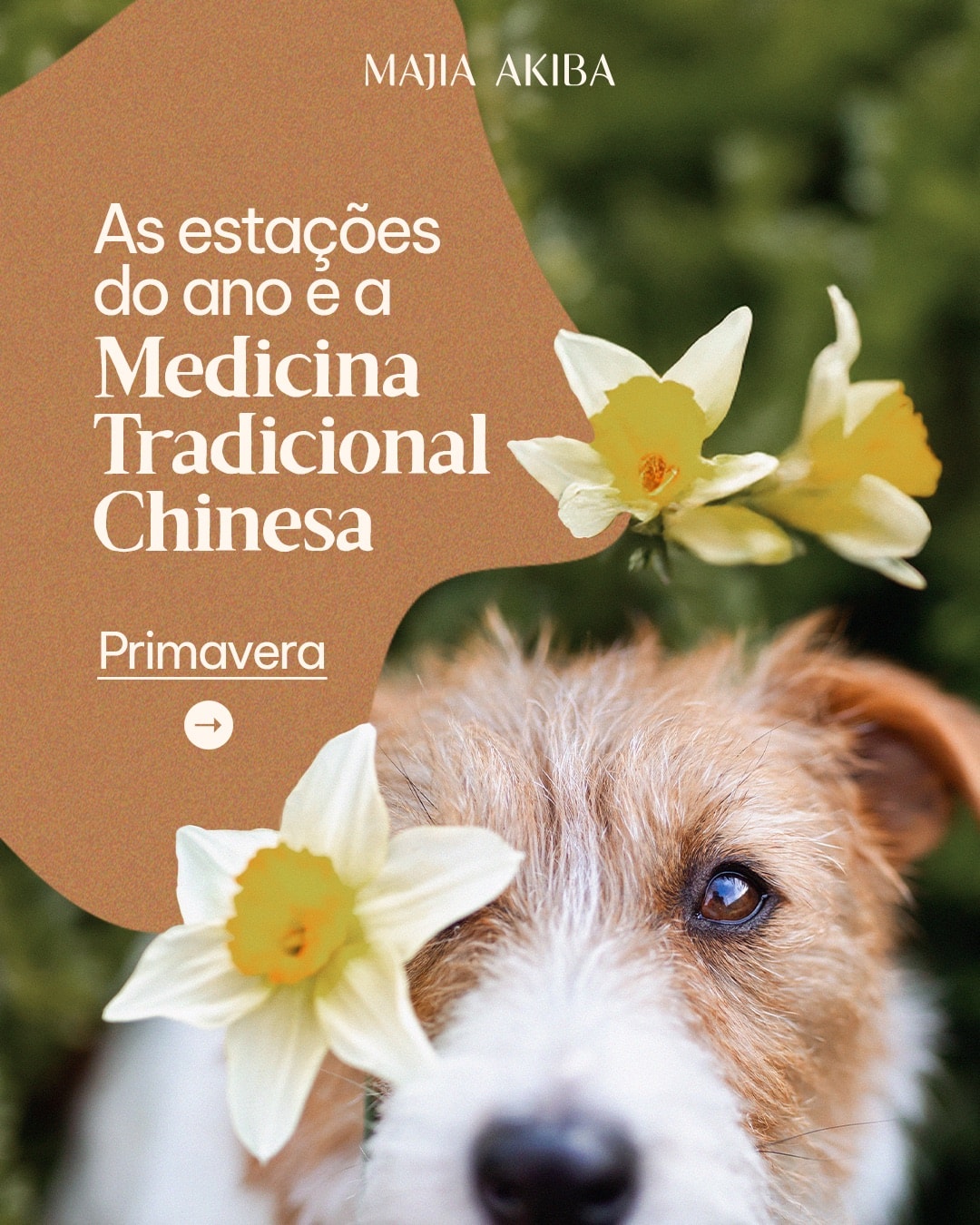 Capa sobre as estações do ano na Medicina Tradicional Chinesa do projeto MAJIA AKIBA
