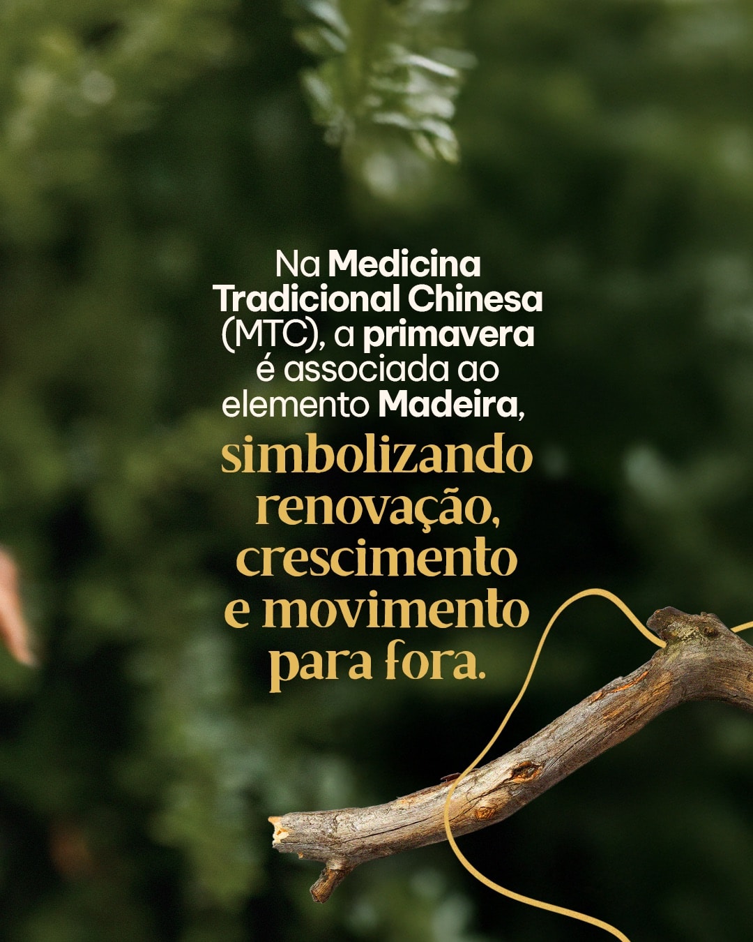 Relação entre a primavera e o elemento Madeira do projeto MAJIA AKIBA