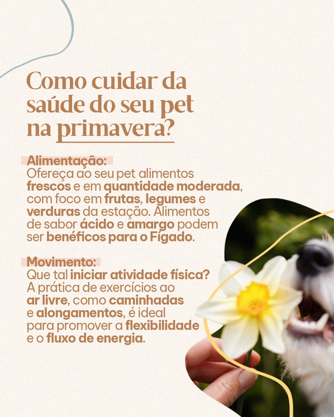 Cuidados com a alimentação do pet na primavera do projeto MAJIA AKIBA