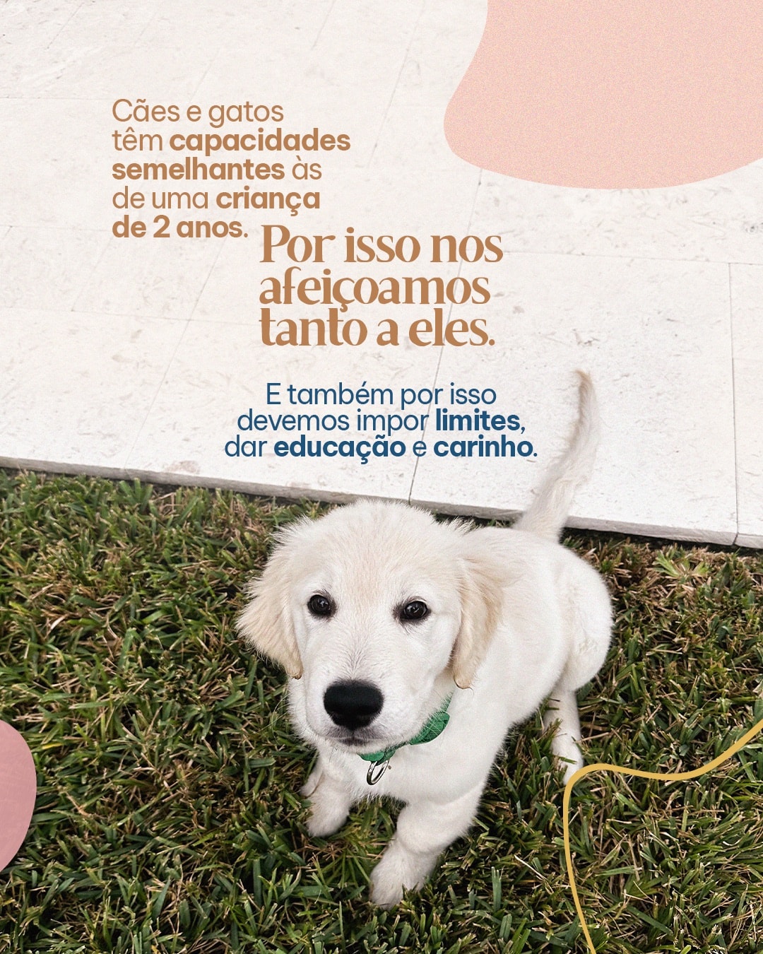 Post sobre comunicação e comportamento animal do projeto MAJIA AKIBA