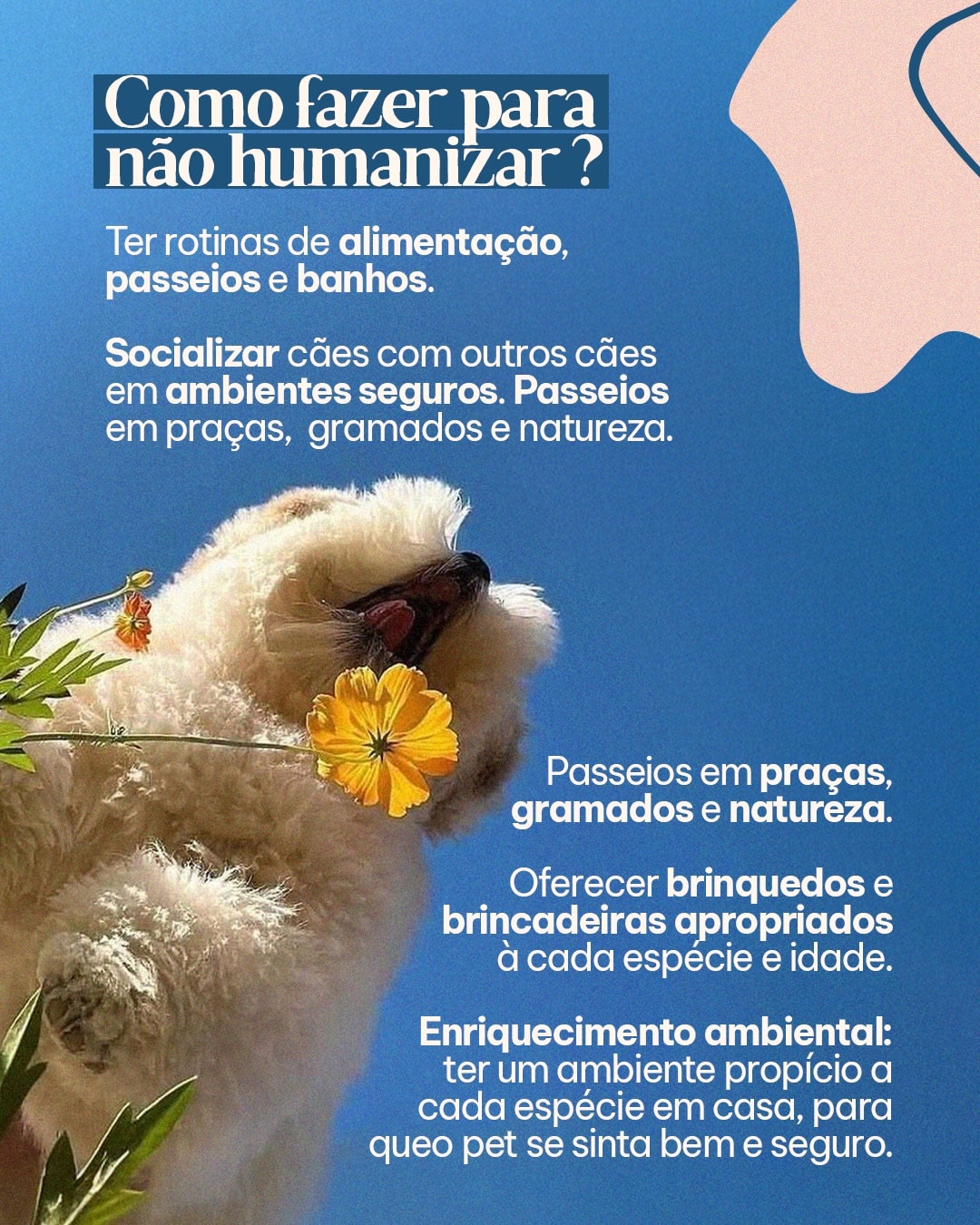 Post sobre cuidado responsável com cães e gatos do projeto MAJIA AKIBA