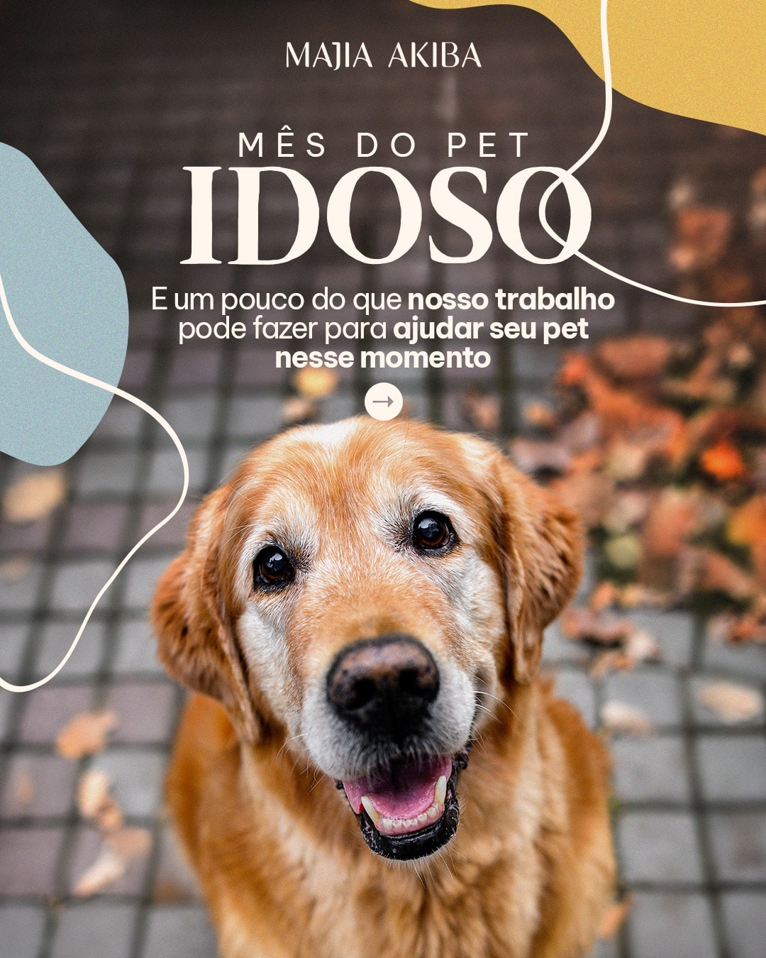 Capa de campanha do mês do pet idoso do projeto MAJIA AKIBA
