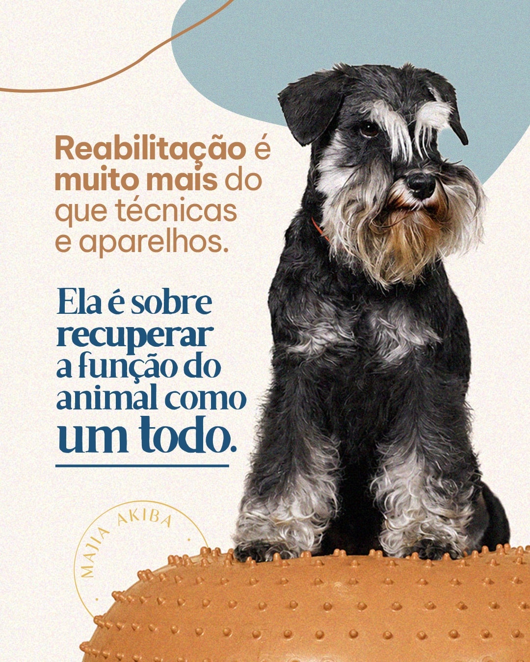 Post sobre reabilitação e recuperação integral do animal do projeto MAJIA AKIBA