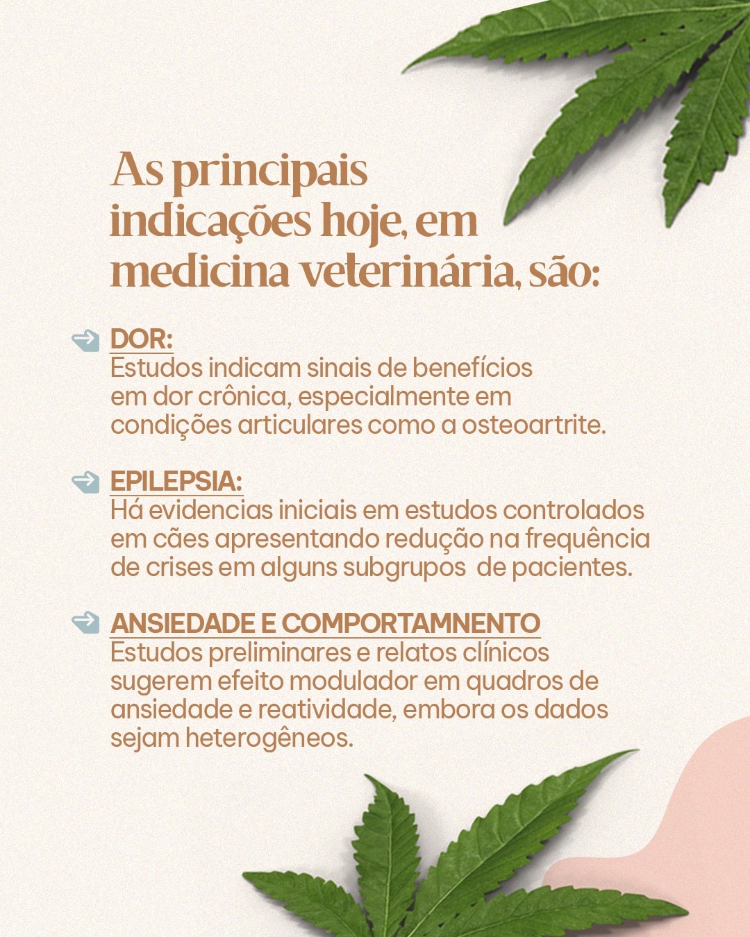 Indicações estudadas da cannabis medicinal em cães e gatos do projeto MAJIA AKIBA