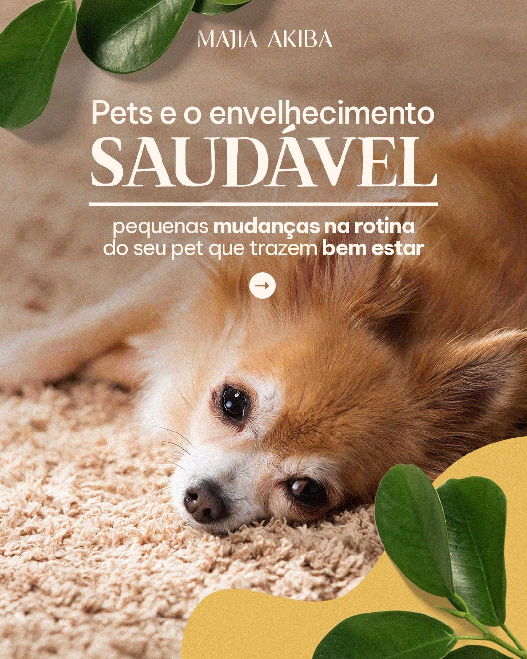Capa sobre envelhecimento saudável dos pets do projeto MAJIA AKIBA