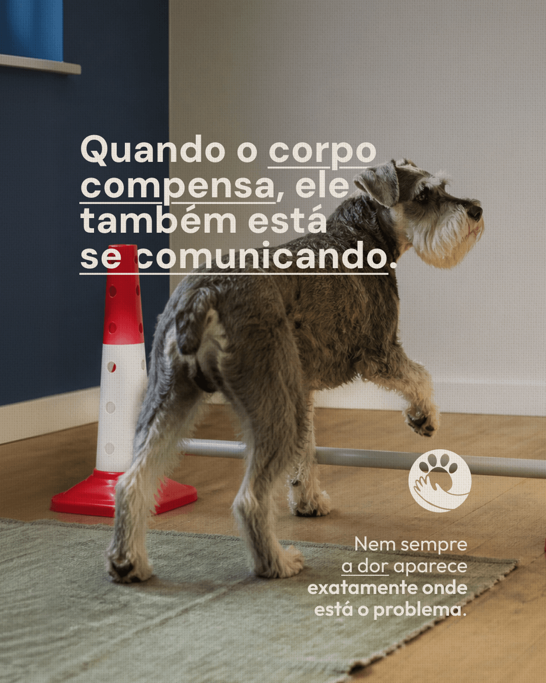 Capa sobre como o corpo do pet compensa uma região dolorida do projeto NATTANE WIERZBICKI