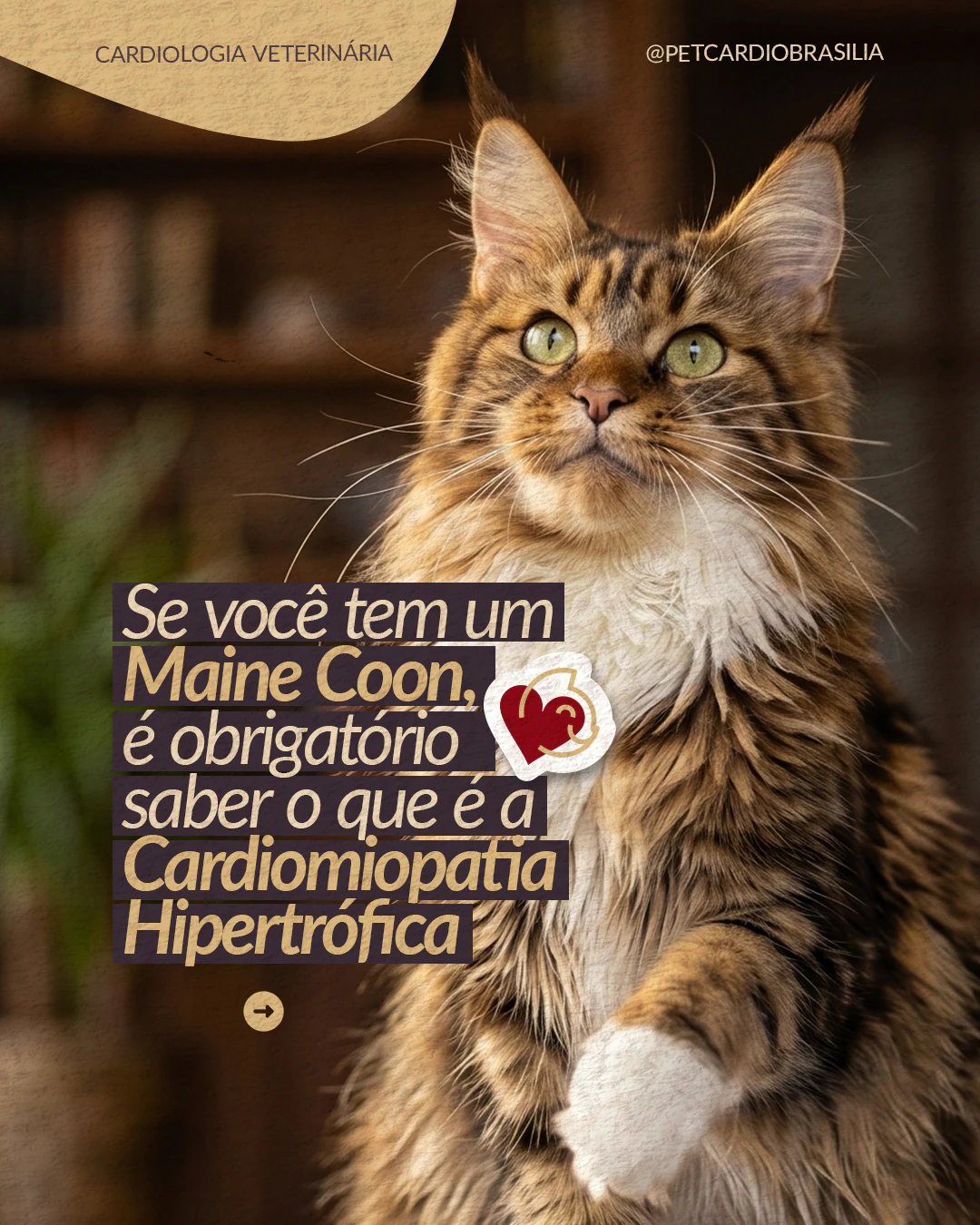 Capa sobre cardiomiopatia hipertrófica em gatos da raça Maine Coon do projeto PET CARDIO BRASÍLIA