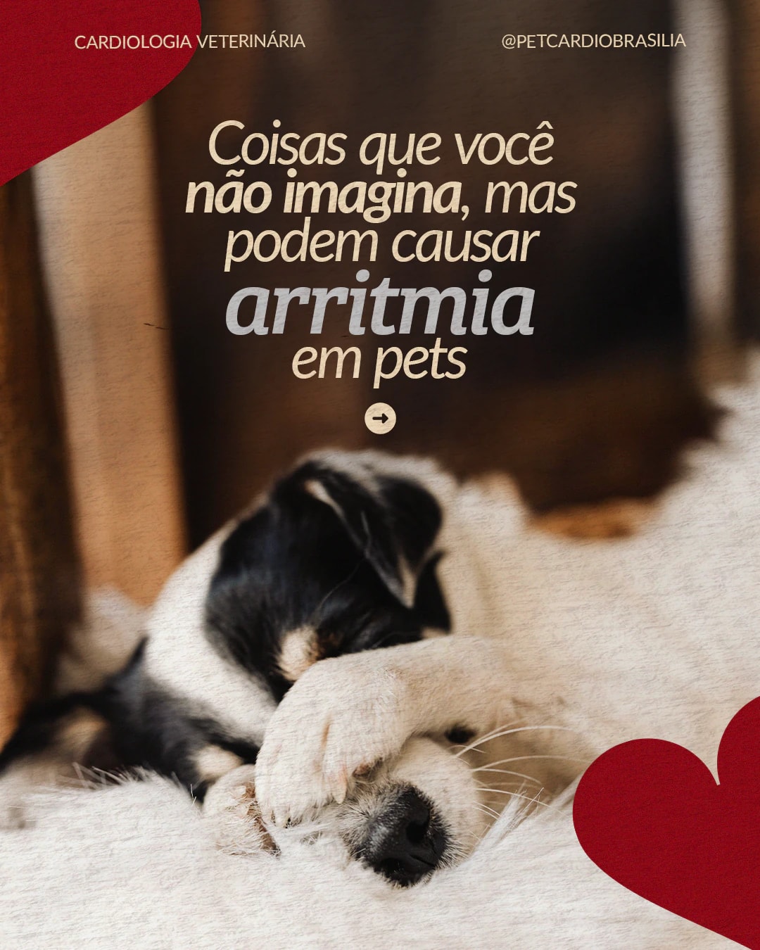 Capa sobre causas inesperadas de arritmia em pets do projeto PET CARDIO BRASÍLIA