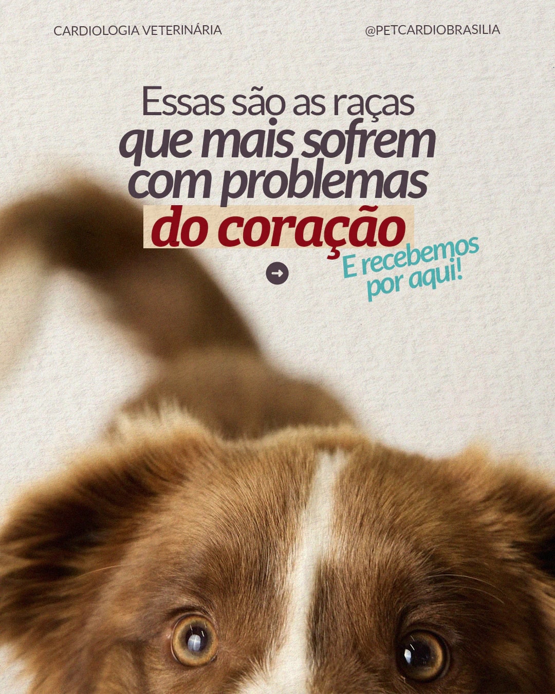 Capa sobre raças com predisposição a problemas cardíacos do projeto PET CARDIO BRASÍLIA