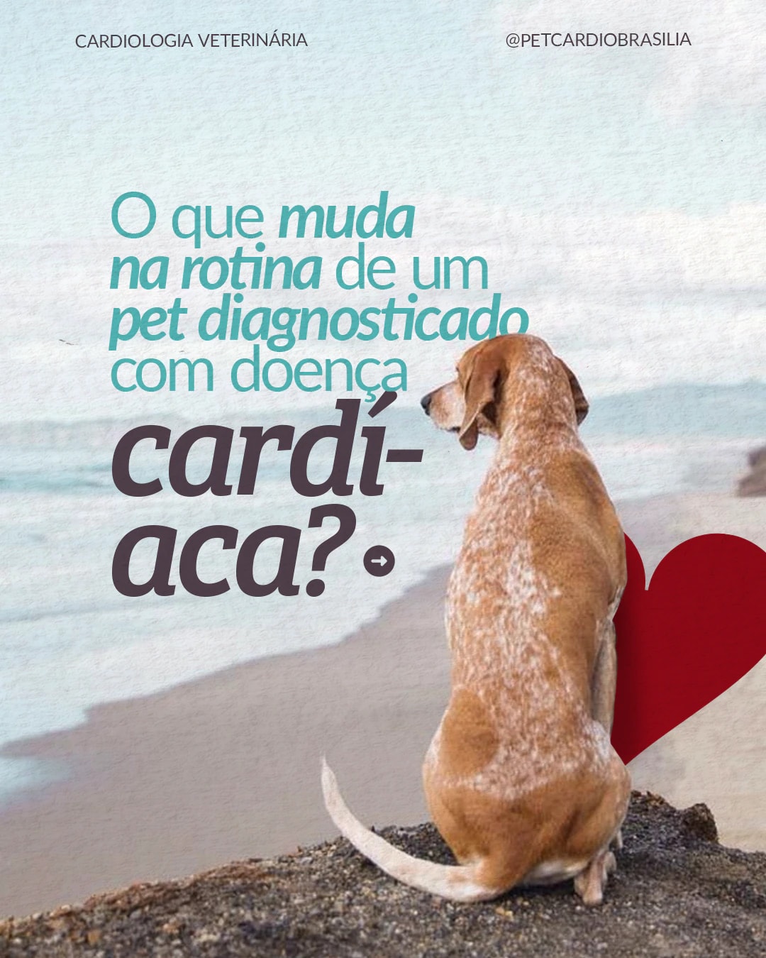 Capa sobre a rotina de um pet diagnosticado com doença cardíaca do projeto PET CARDIO BRASÍLIA