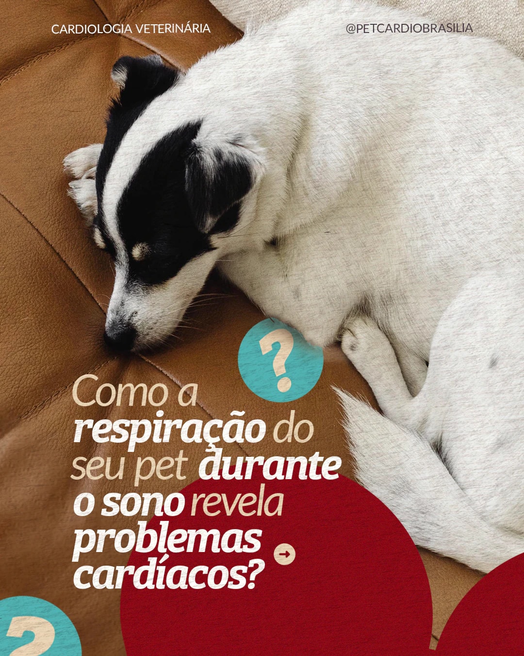 Capa sobre a respiração do pet durante o sono do projeto PET CARDIO BRASÍLIA