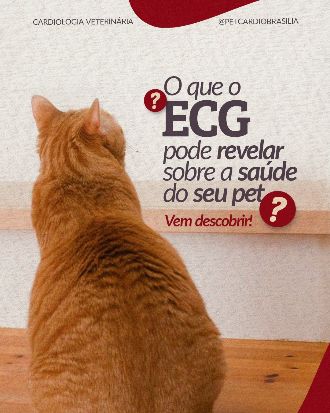 Capa sobre o que o eletrocardiograma revela na saúde do pet do projeto PET CARDIO BRASÍLIA