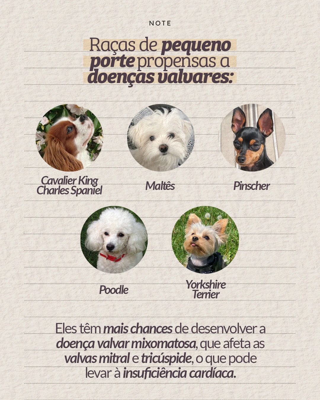 Raças de pequeno porte predispostas a doenças valvares do projeto PET CARDIO BRASÍLIA