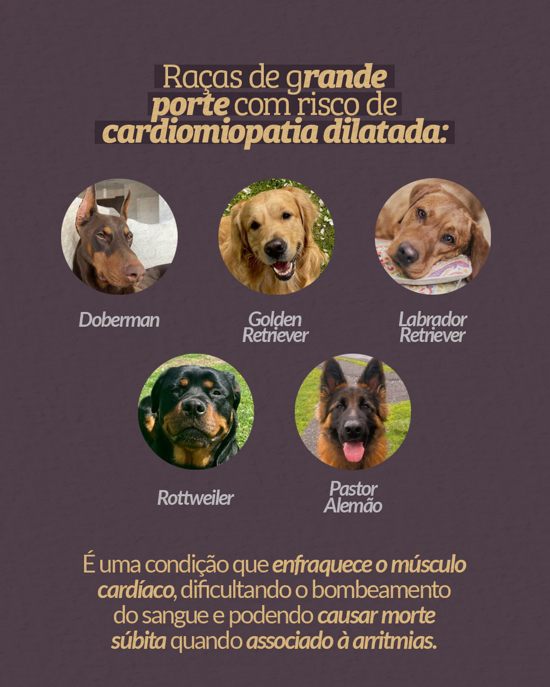 Raças de grande porte com risco de cardiomiopatia dilatada do projeto PET CARDIO BRASÍLIA
