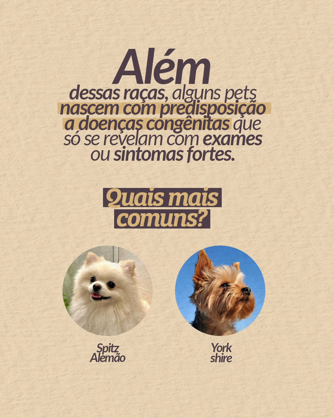 Cães com predisposição a doenças cardíacas congênitas do projeto PET CARDIO BRASÍLIA