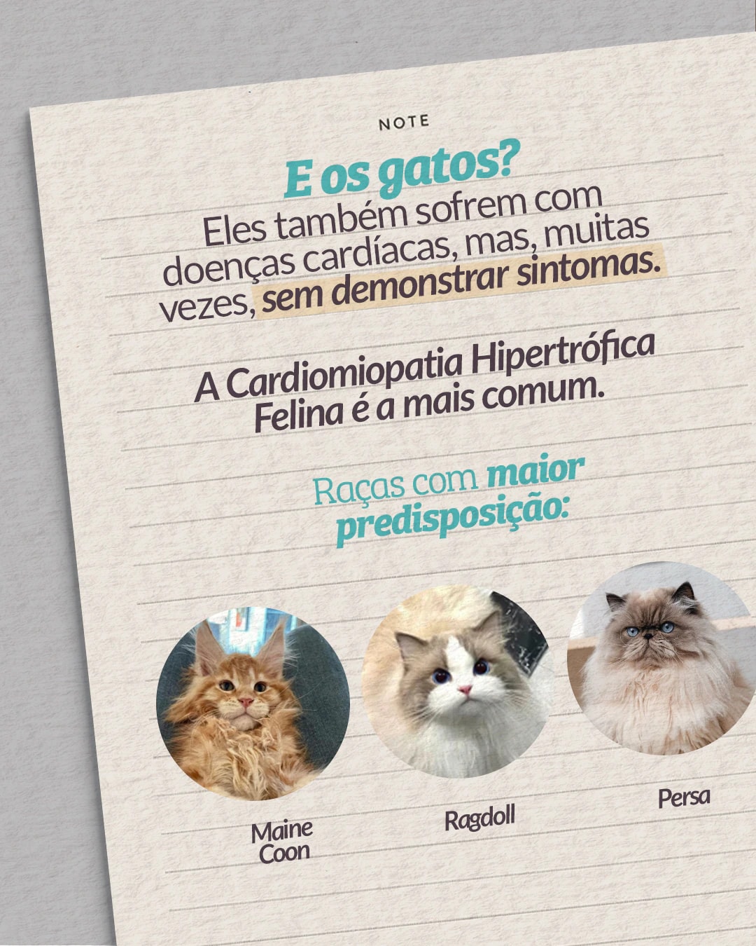 Raças de gatos com predisposição a cardiomiopatia hipertrófica do projeto PET CARDIO BRASÍLIA