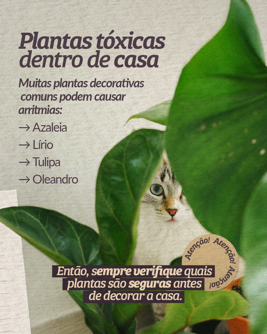 Alerta sobre plantas tóxicas para cães e gatos do projeto PET CARDIO BRASÍLIA