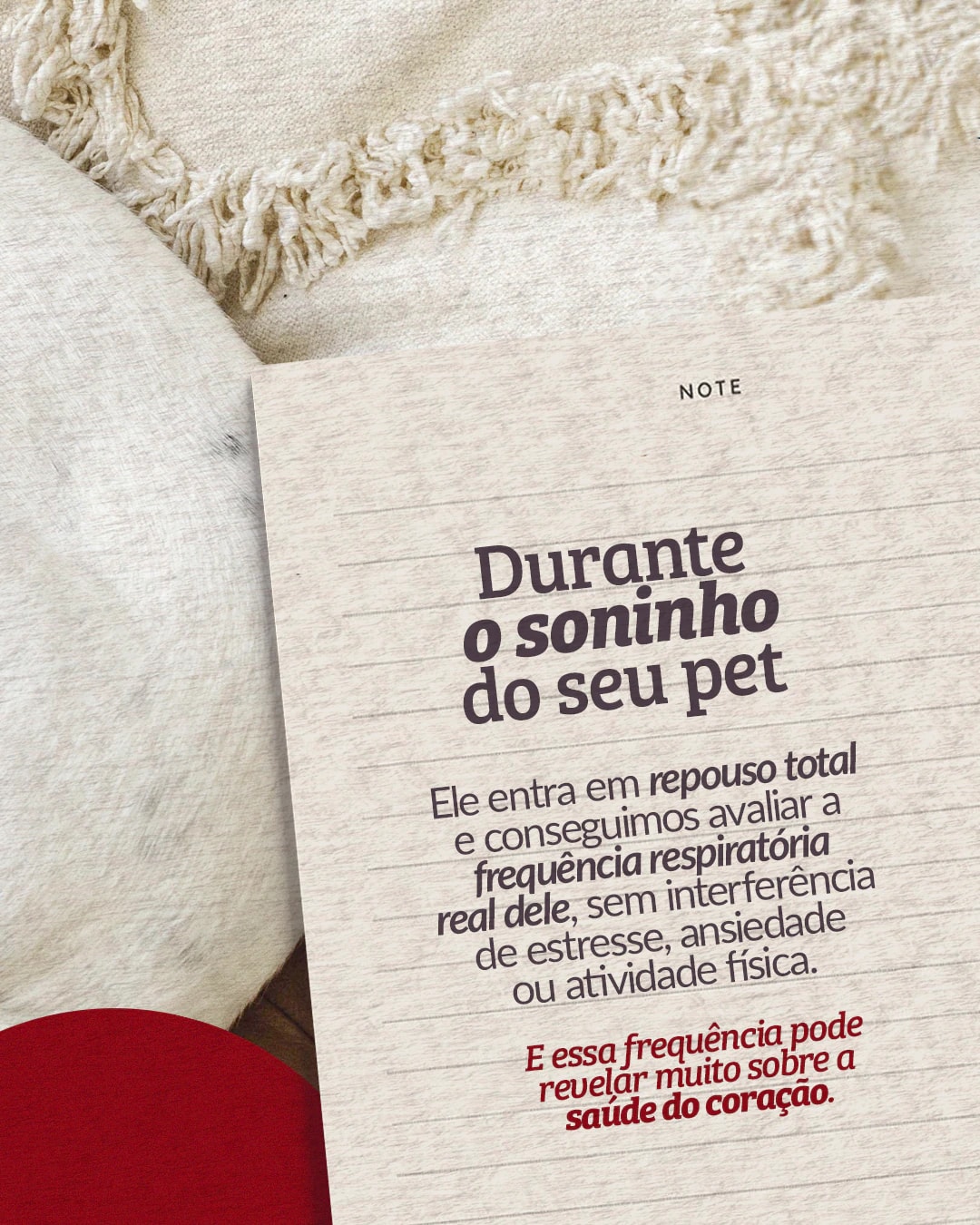Explicação sobre a frequência respiratória durante o sono do pet do projeto PET CARDIO BRASÍLIA