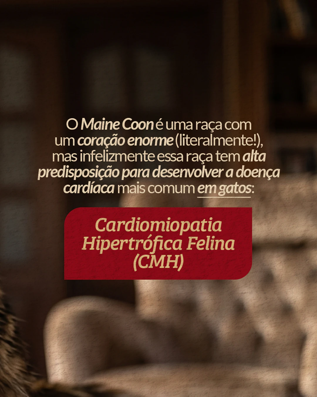 Introdução à cardiomiopatia hipertrófica felina em Maine Coons do projeto PET CARDIO BRASÍLIA