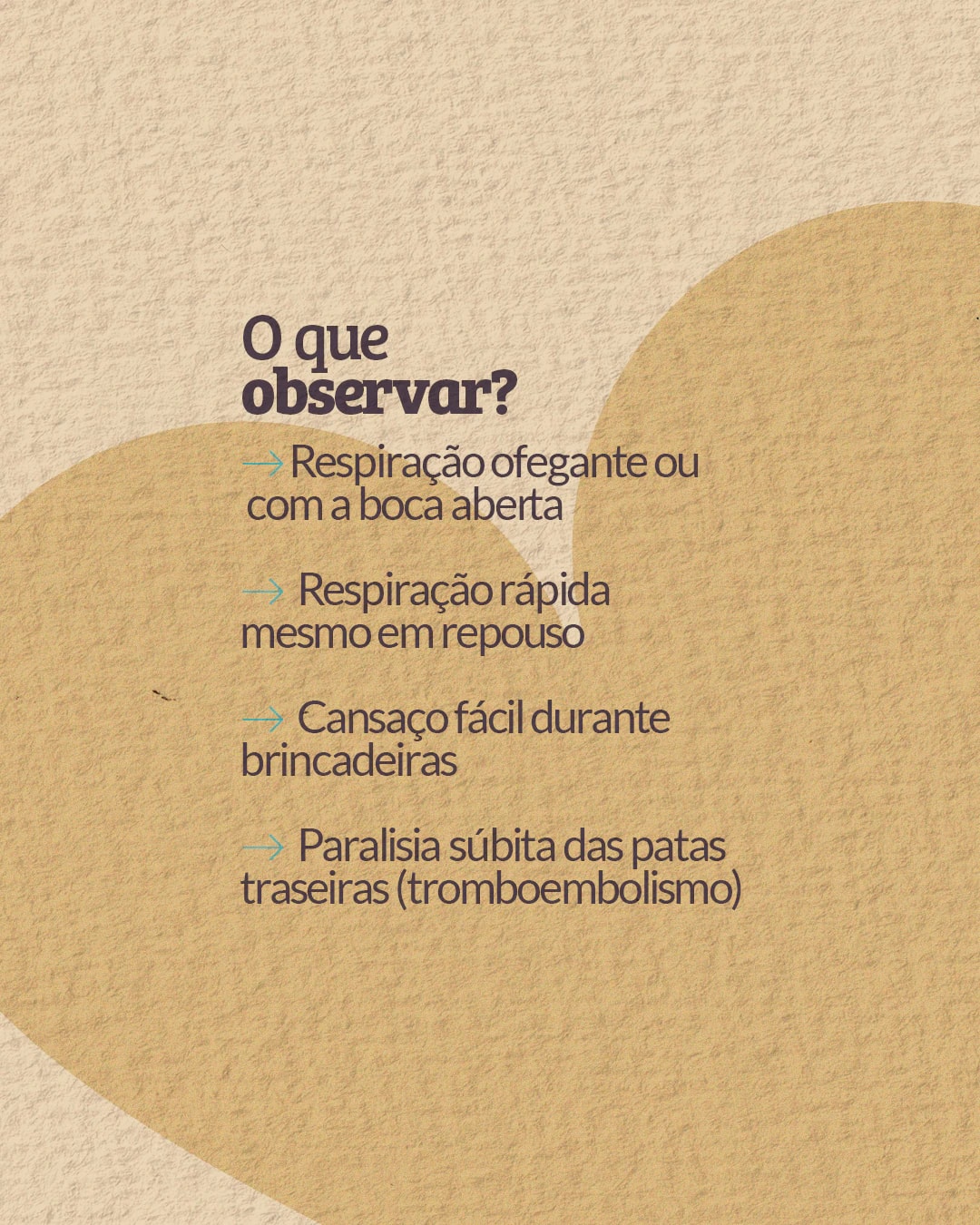 Sinais de cardiomiopatia hipertrófica que tutores devem observar do projeto PET CARDIO BRASÍLIA