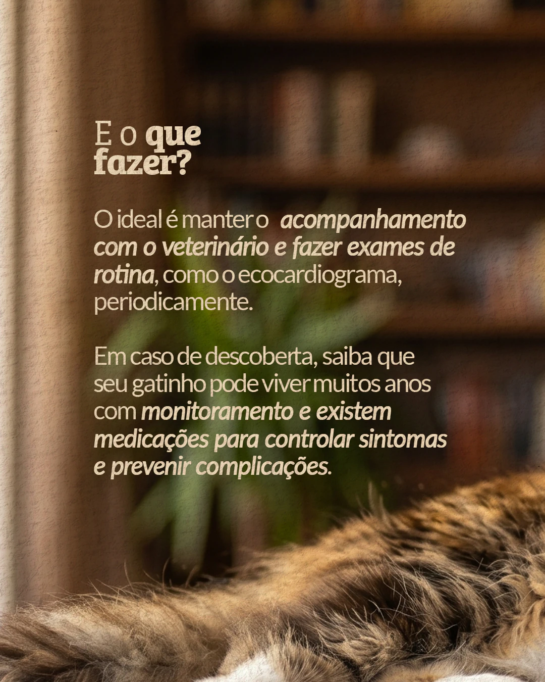 Orientação sobre acompanhamento e exames para gatos Maine Coon do projeto PET CARDIO BRASÍLIA