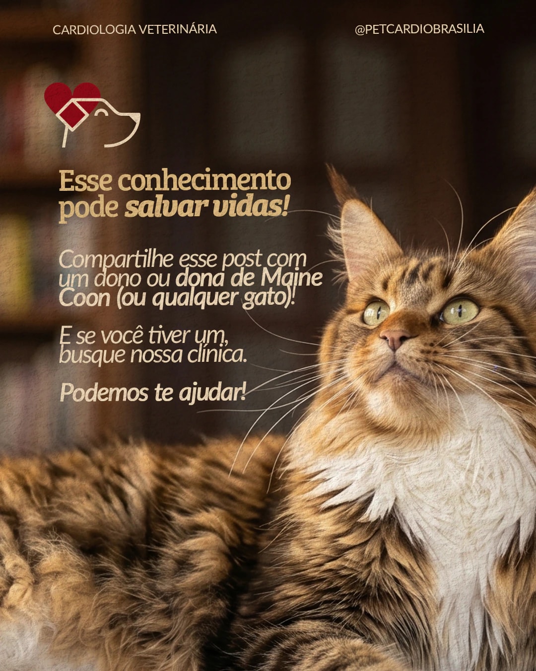 Encerramento do carrossel sobre cuidado cardiológico de gatos Maine Coon do projeto PET CARDIO BRASÍLIA