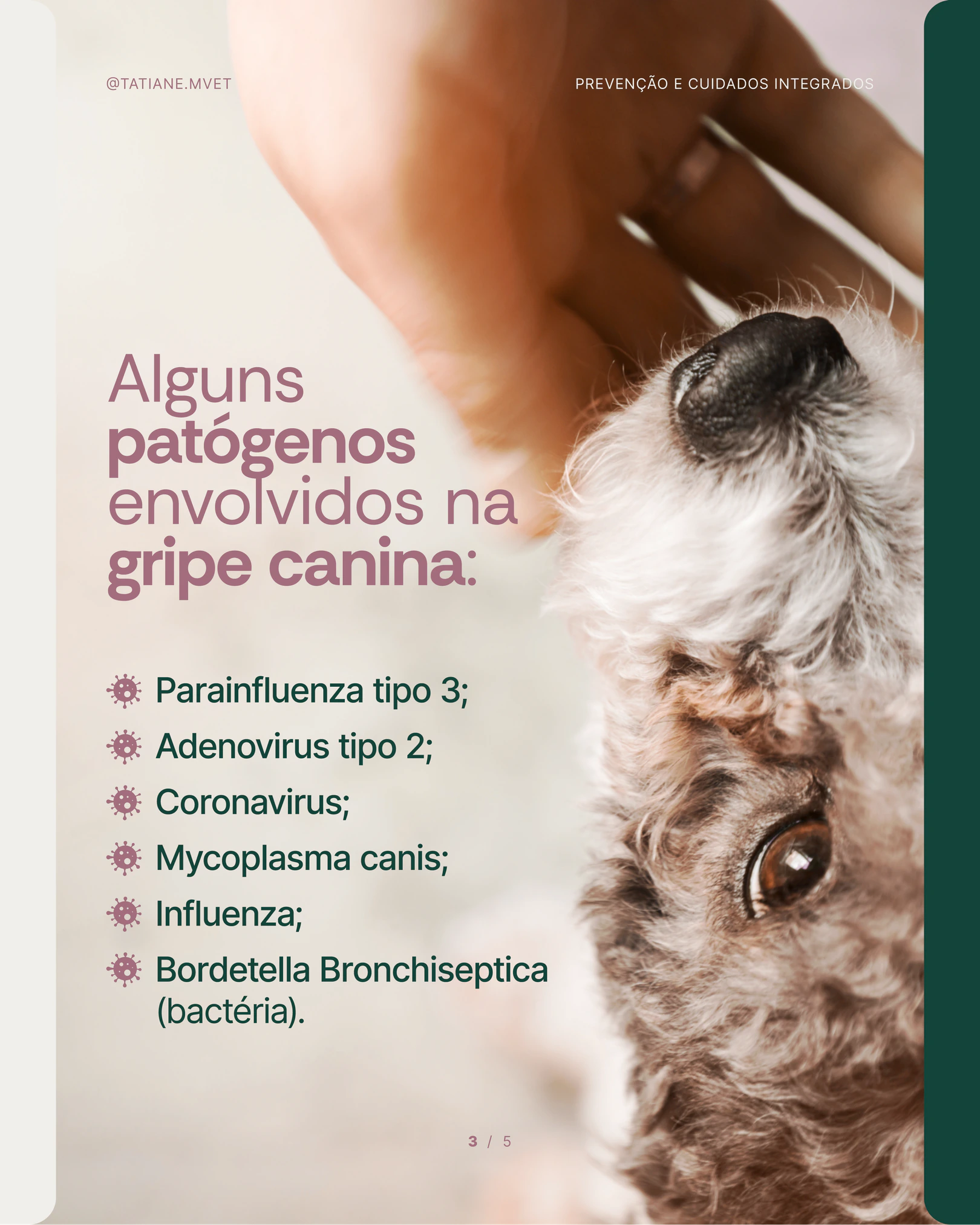 Patógenos envolvidos na gripe canina do projeto TATIANE MODESTO