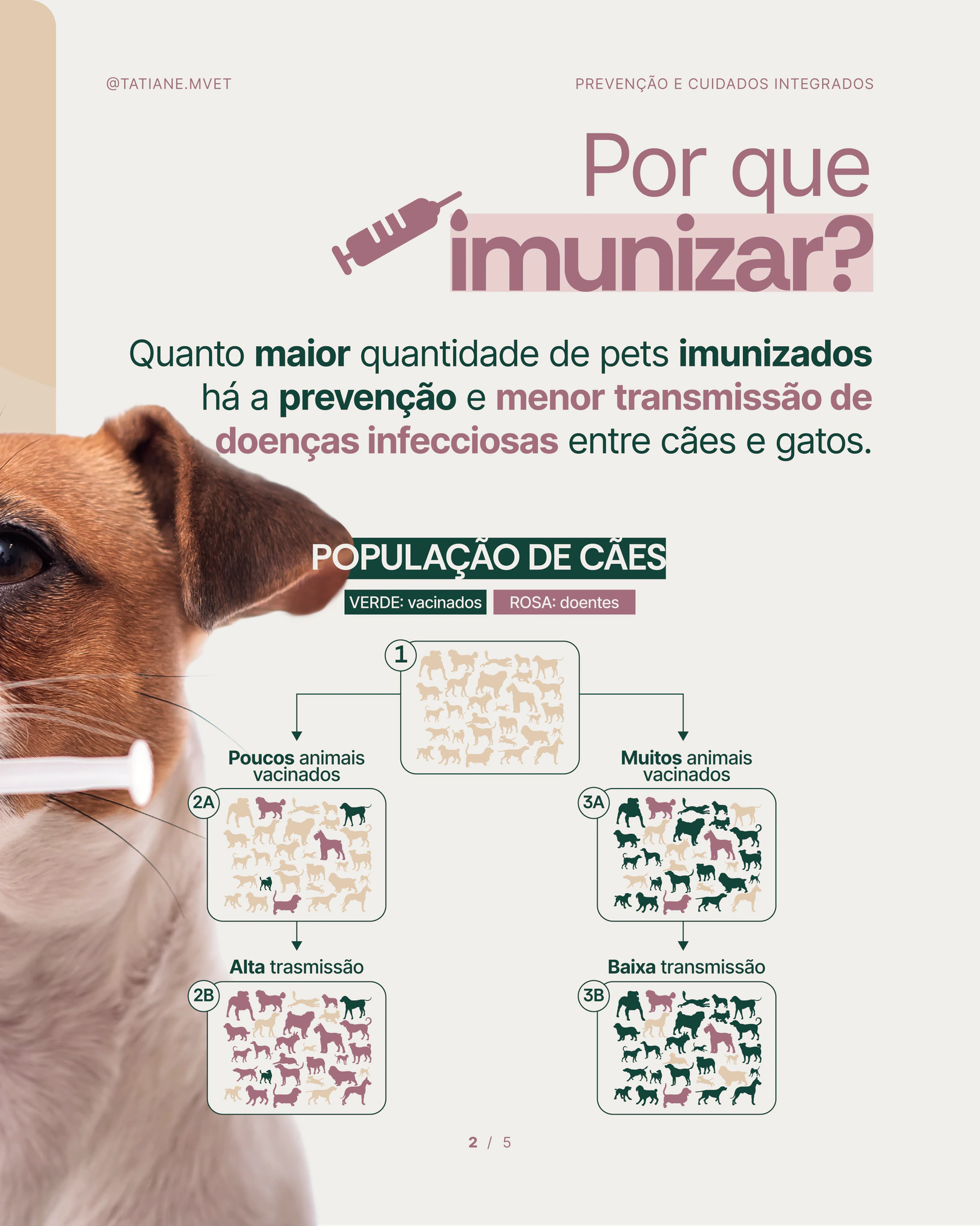 Explicação sobre a importância de imunizar cães e gatos do projeto TATIANE MODESTO