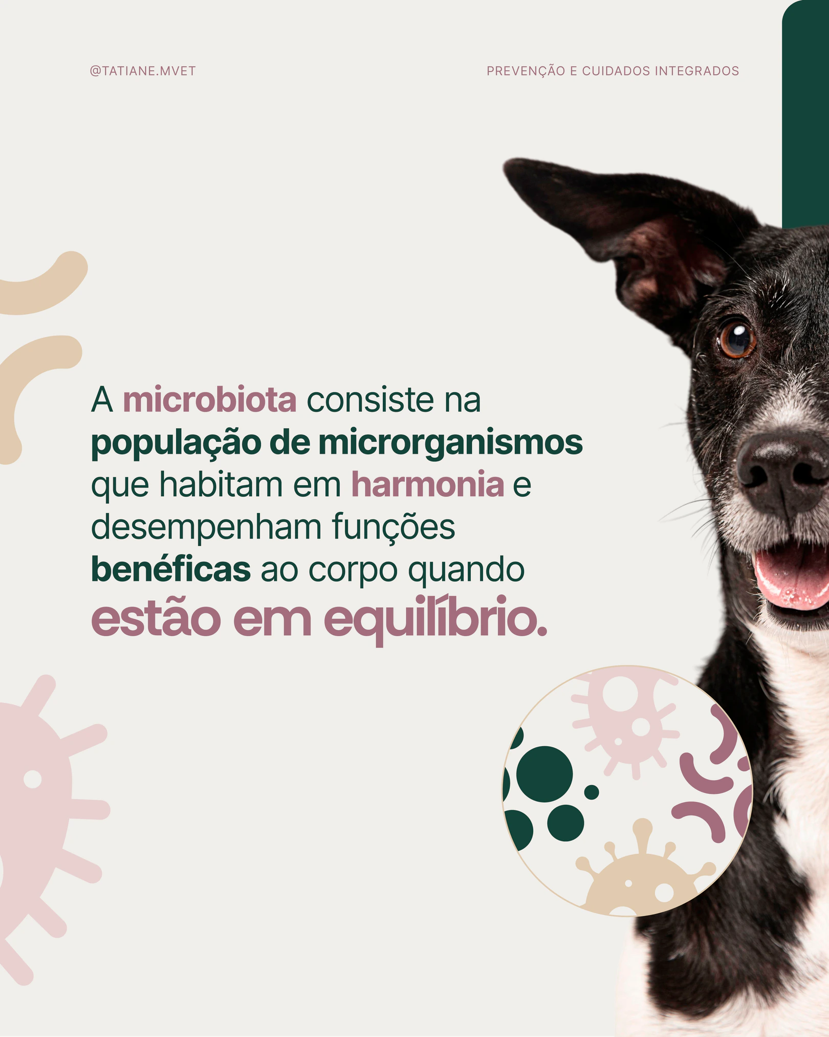 Definição de microbiota e equilíbrio dos microrganismos do projeto TATIANE MODESTO