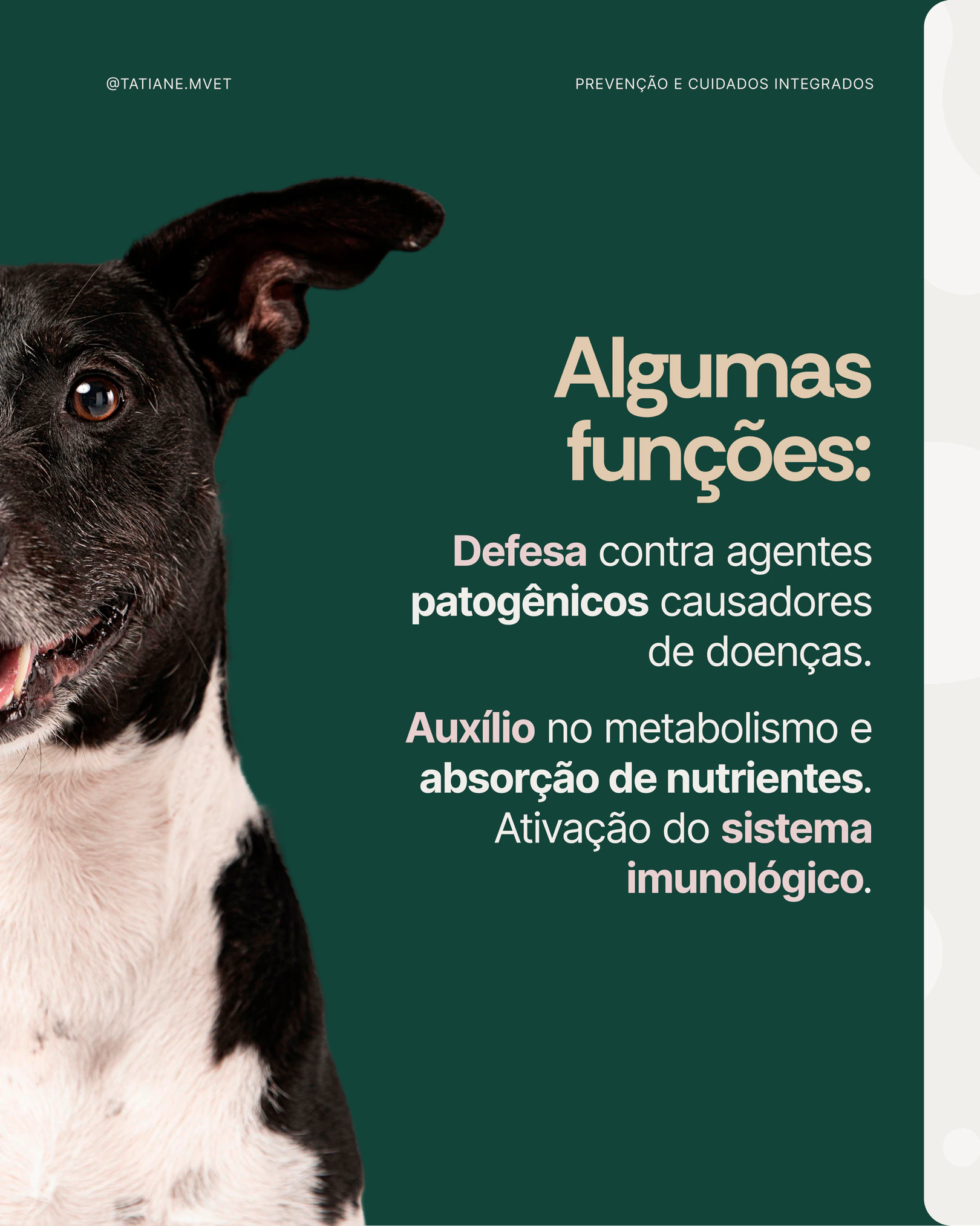 Funções benéficas da microbiota no organismo dos pets do projeto TATIANE MODESTO