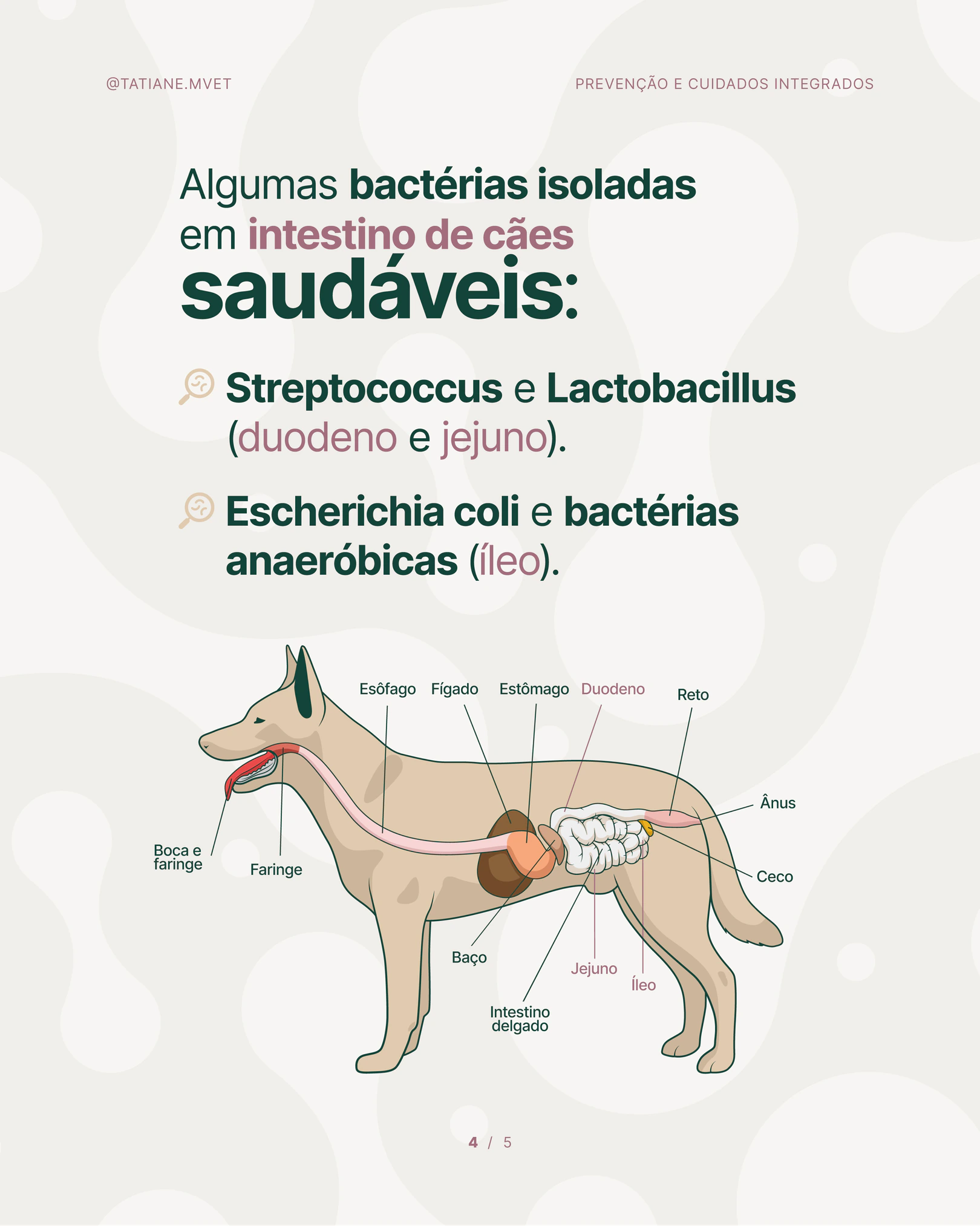 Bactérias presentes no intestino de cães saudáveis do projeto TATIANE MODESTO