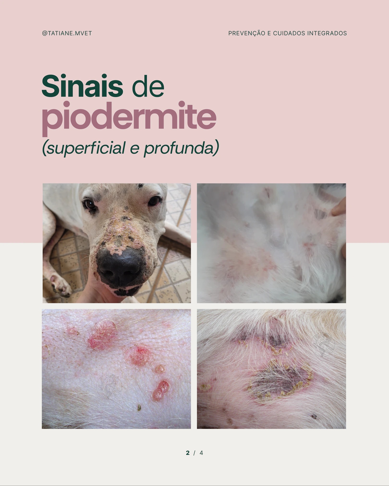 Sinais de piodermite superficial e profunda do projeto TATIANE MODESTO