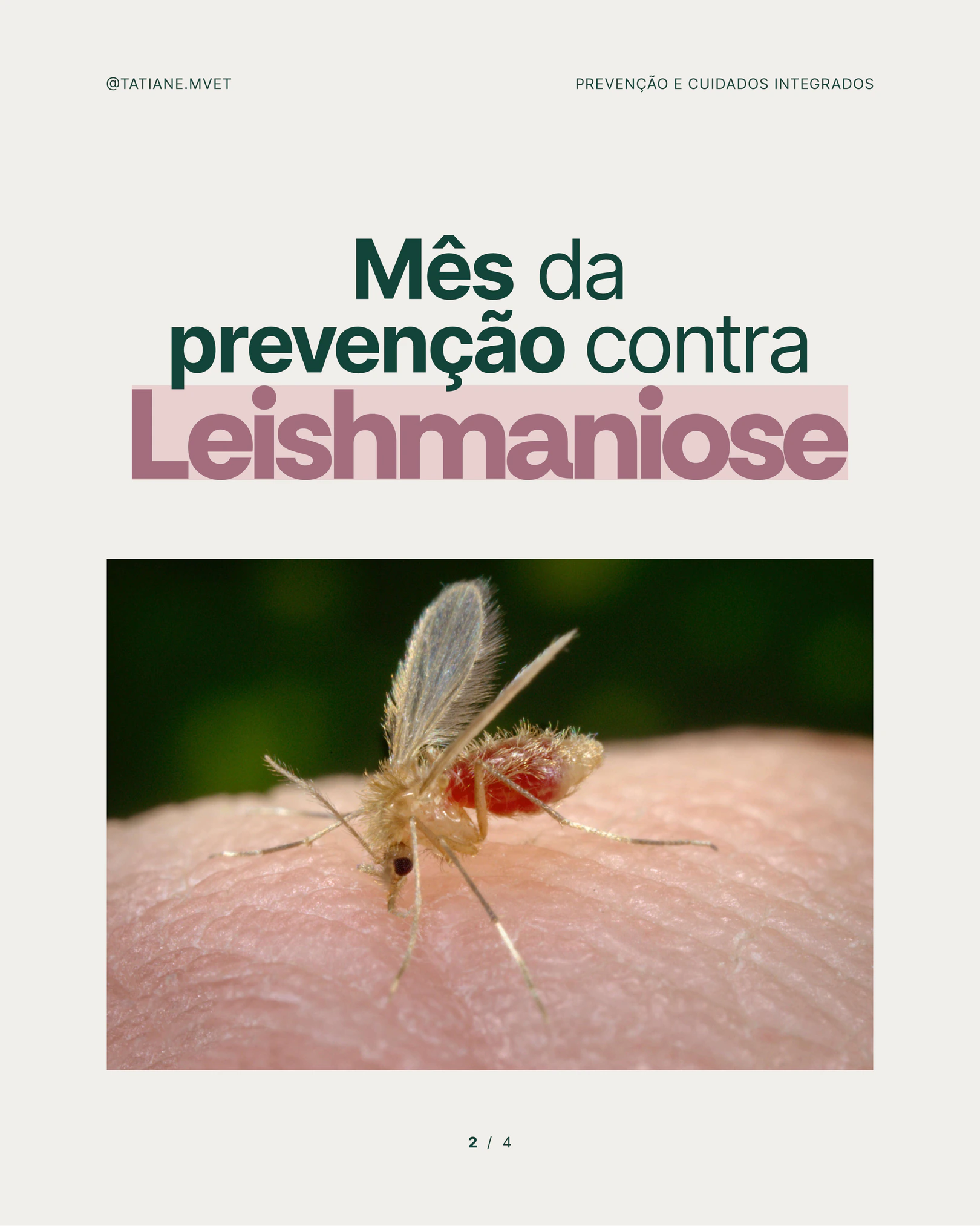 Explicação sobre o mês de prevenção contra a leishmaniose do projeto TATIANE MODESTO