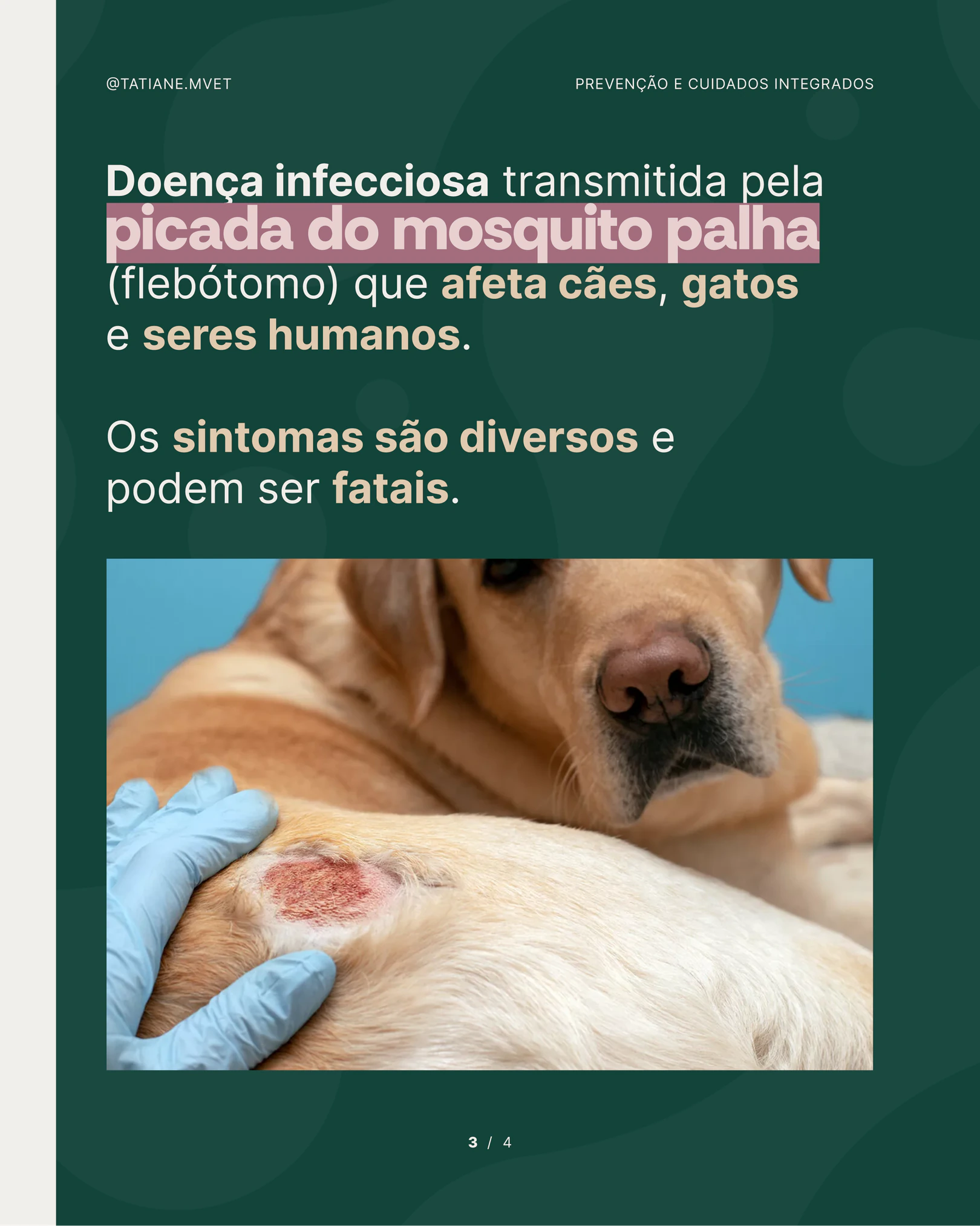 Informações sobre transmissão e sintomas da leishmaniose do projeto TATIANE MODESTO