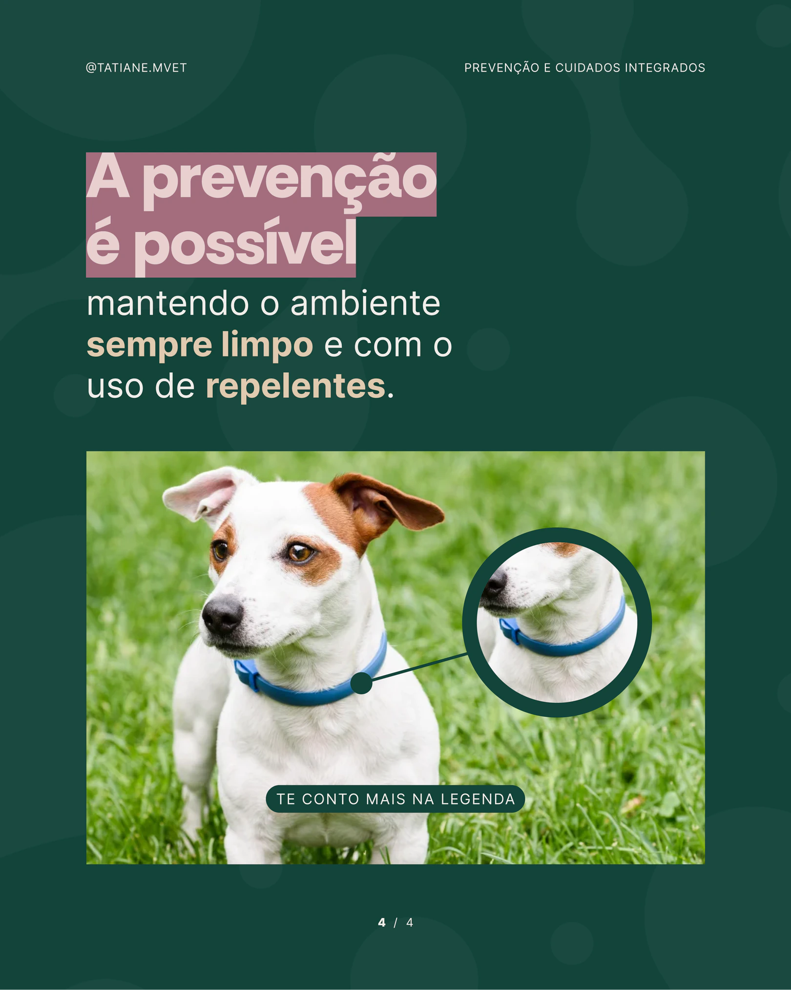Cuidados para prevenir a leishmaniose em cães do projeto TATIANE MODESTO
