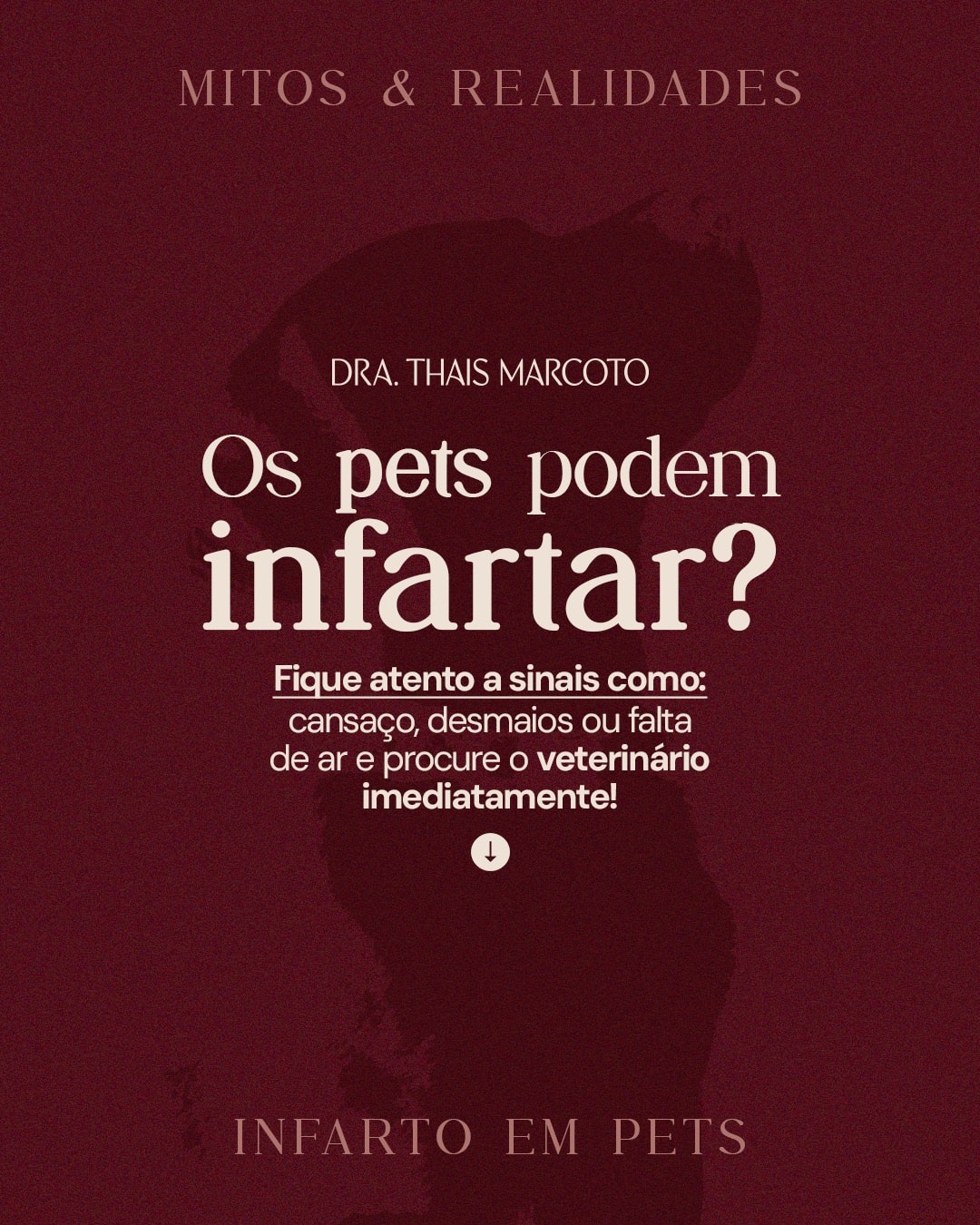 Post sobre sinais de infarto em pets do projeto DRA. THAIS MARCOTO