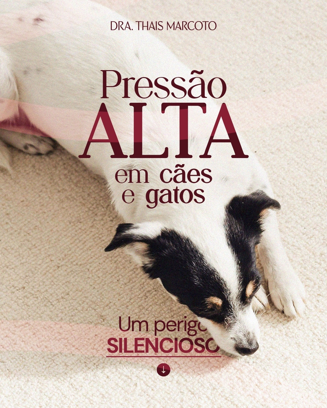 Post sobre pressão alta em cães e gatos do projeto DRA. THAIS MARCOTO
