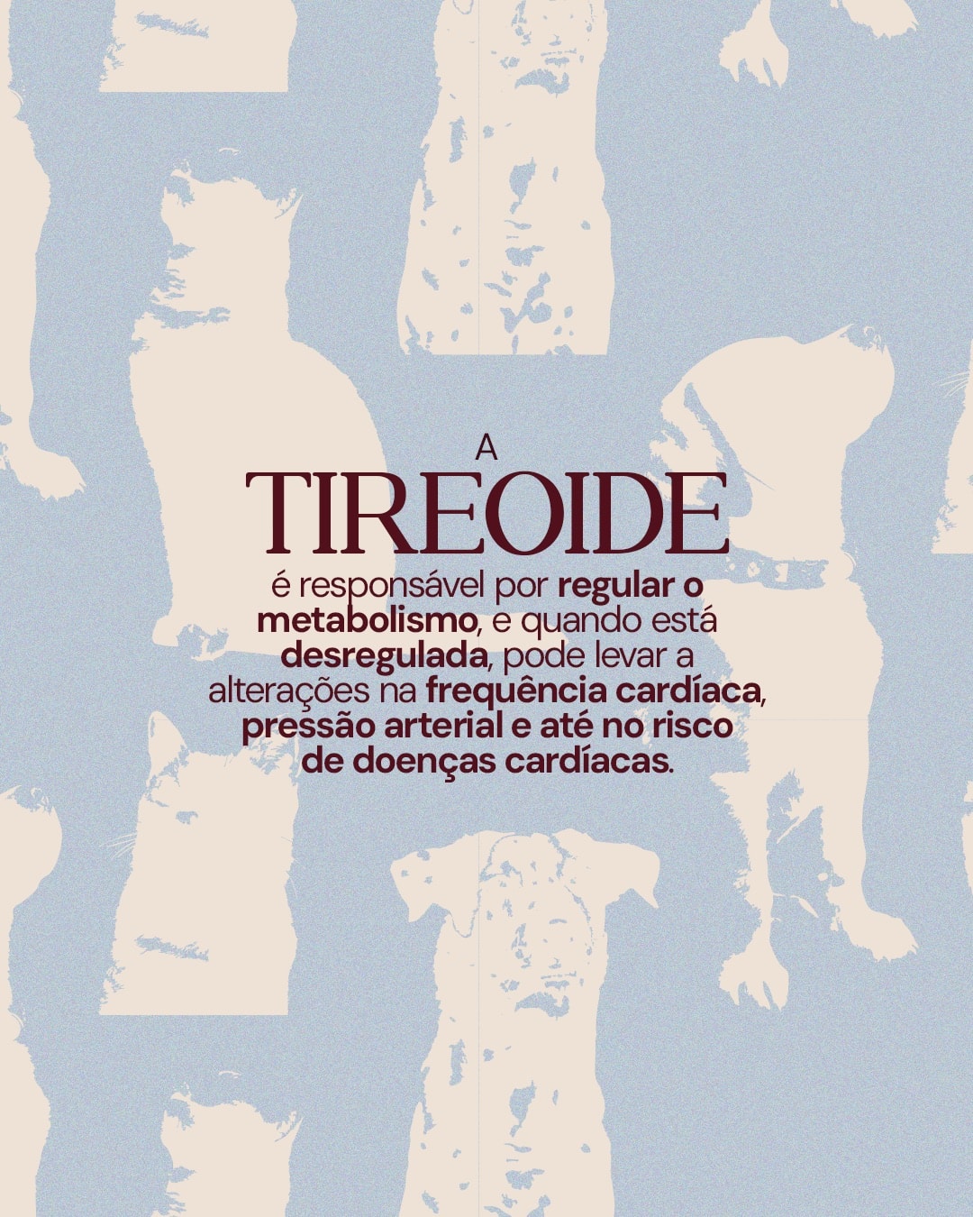 Explicação sobre tireoide, metabolismo e alterações cardíacas do projeto DRA. THAIS MARCOTO