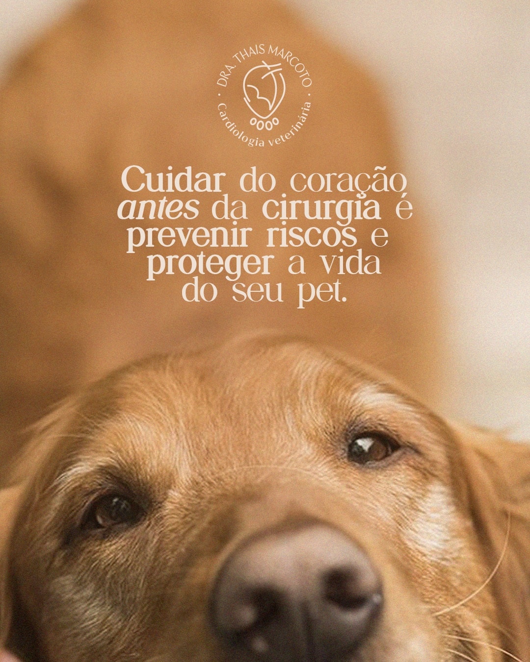 Encerramento sobre prevenção de riscos cirúrgicos em pets do projeto DRA. THAIS MARCOTO
