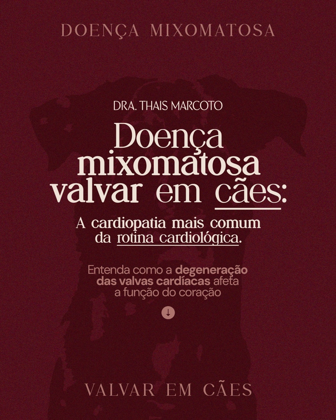 Post sobre doença mixomatosa valvar em cães do projeto DRA. THAIS MARCOTO