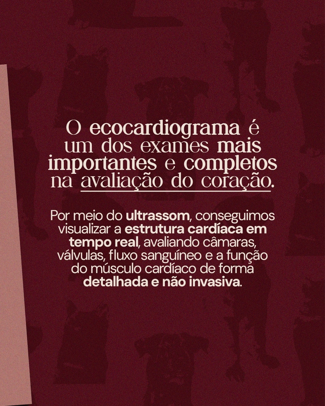 Explicação sobre a avaliação do coração por ultrassom do projeto DRA. THAIS MARCOTO