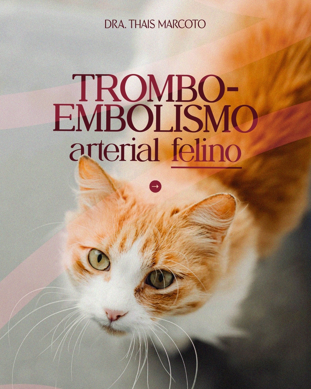 Capa sobre tromboembolismo arterial felino do projeto DRA. THAIS MARCOTO