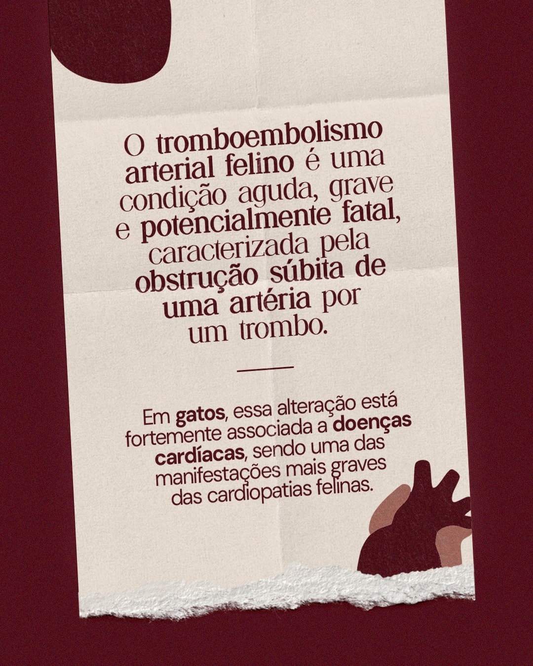 Explicação sobre tromboembolismo arterial em gatos do projeto DRA. THAIS MARCOTO